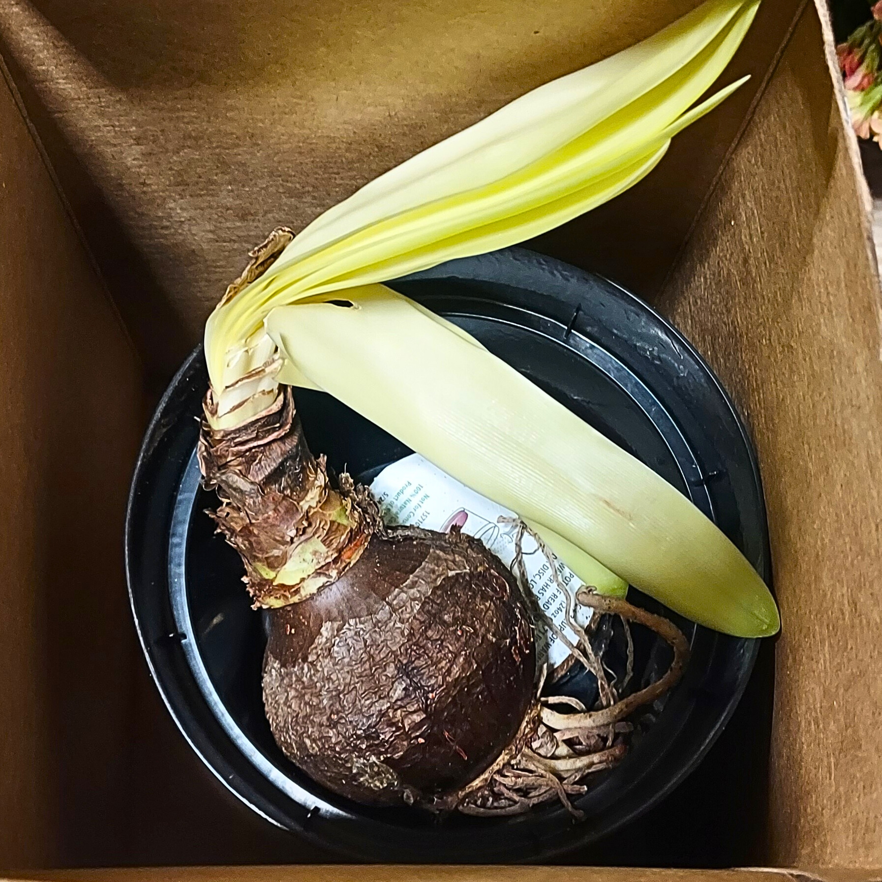 An amaryllis bulb in a kit is beginning to grow leaves.